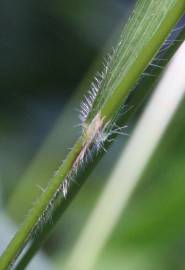 Fotografia da espécie Brachypodium sylvaticum