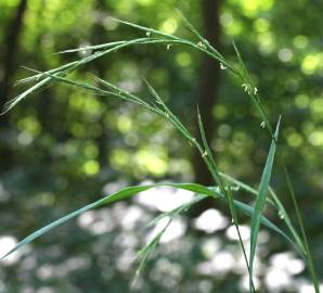 Fotografia da espécie Brachypodium sylvaticum