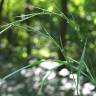 Fotografia 15 da espécie Brachypodium sylvaticum do Jardim Botânico UTAD