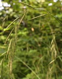 Fotografia da espécie Brachypodium sylvaticum