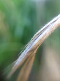 Fotografia da espécie Brachypodium sylvaticum