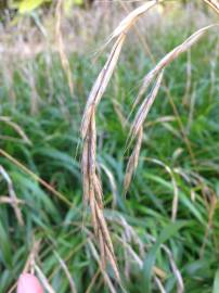 Fotografia da espécie Brachypodium sylvaticum