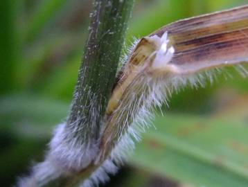 Fotografia da espécie Brachypodium sylvaticum