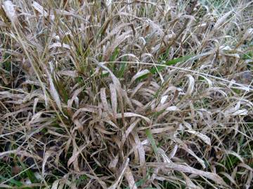 Fotografia da espécie Brachypodium sylvaticum