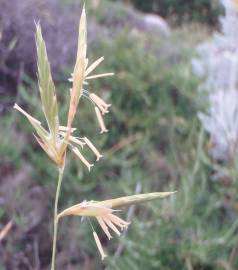 Fotografia da espécie Brachypodium retusum