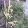 Fotografia 9 da espécie Brachypodium retusum do Jardim Botânico UTAD