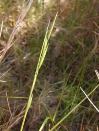 Fotografia da espécie Brachypodium retusum