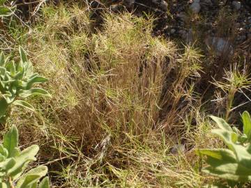 Fotografia da espécie Brachypodium retusum