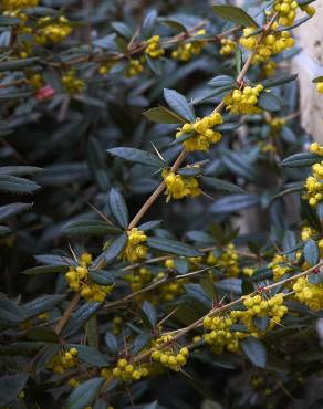 Fotografia 13 da espécie Berberis julianae no Jardim Botânico UTAD