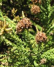 Fotografia da espécie Cryptomeria japonica