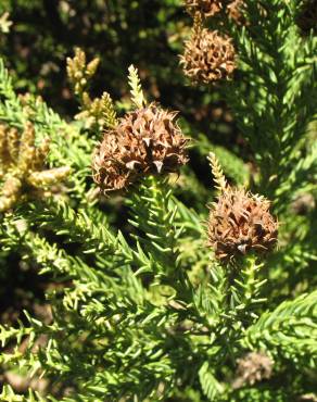 Fotografia 1 da espécie Cryptomeria japonica no Jardim Botânico UTAD