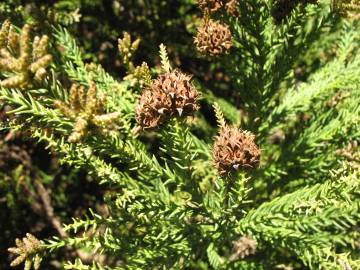 Fotografia da espécie Cryptomeria japonica