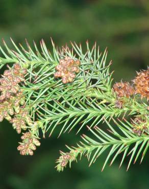 Fotografia 5 da espécie Cryptomeria japonica no Jardim Botânico UTAD