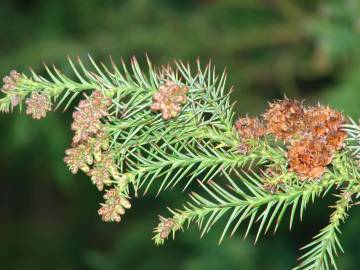 Fotografia da espécie Cryptomeria japonica