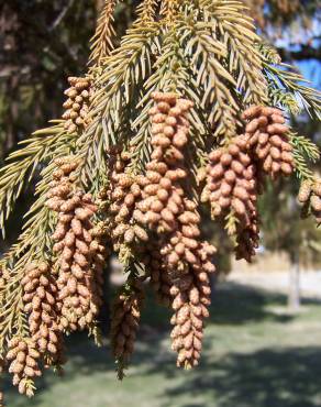 Fotografia 7 da espécie Cryptomeria japonica no Jardim Botânico UTAD