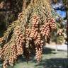 Fotografia 7 da espécie Cryptomeria japonica do Jardim Botânico UTAD