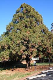 Fotografia da espécie Cryptomeria japonica