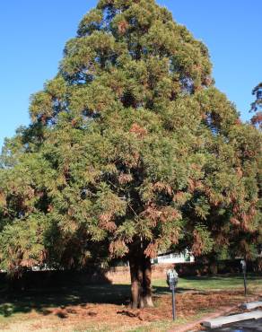 Fotografia 8 da espécie Cryptomeria japonica no Jardim Botânico UTAD