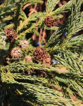 Fotografia 9 da espécie Cryptomeria japonica no Jardim Botânico UTAD