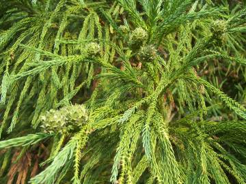 Fotografia da espécie Cryptomeria japonica