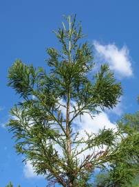 Fotografia da espécie Cryptomeria japonica