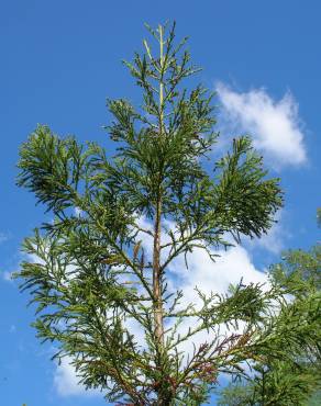 Fotografia 12 da espécie Cryptomeria japonica no Jardim Botânico UTAD