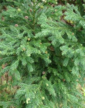 Fotografia 13 da espécie Cryptomeria japonica no Jardim Botânico UTAD