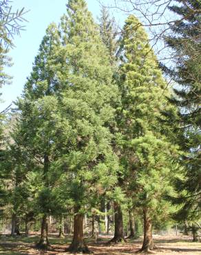 Fotografia 14 da espécie Cryptomeria japonica no Jardim Botânico UTAD