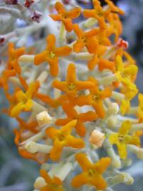 Fotografia da espécie Buddleja madagascariensis