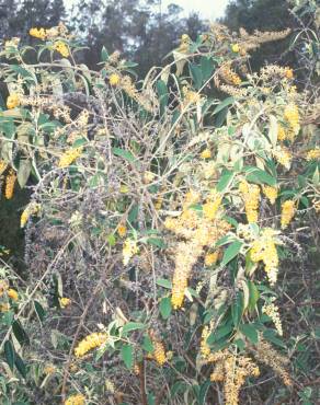 Fotografia 3 da espécie Buddleja madagascariensis no Jardim Botânico UTAD