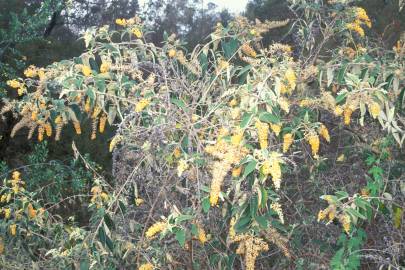 Fotografia da espécie Buddleja madagascariensis