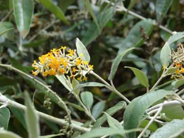 Fotografia da espécie Buddleja madagascariensis