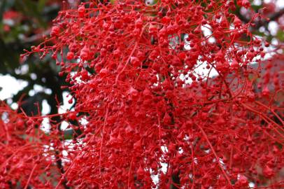 Fotografia da espécie Brachychiton acerifolius