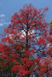 Fotografia da espécie Brachychiton acerifolius