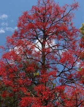 Fotografia 3 da espécie Brachychiton acerifolius no Jardim Botânico UTAD