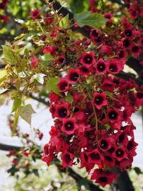 Fotografia da espécie Brachychiton acerifolius