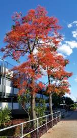 Fotografia da espécie Brachychiton acerifolius