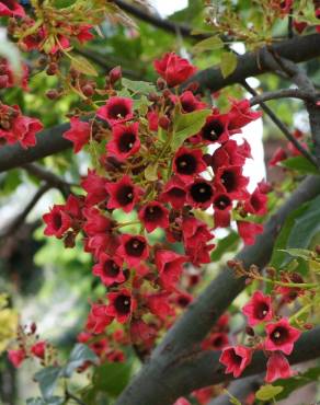 Fotografia 6 da espécie Brachychiton acerifolius no Jardim Botânico UTAD