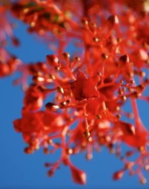 Fotografia 7 da espécie Brachychiton acerifolius no Jardim Botânico UTAD