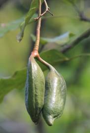 Fotografia da espécie Brachychiton acerifolius