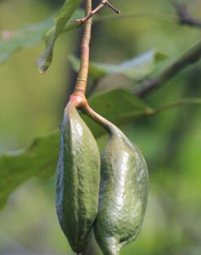 Fotografia 8 da espécie Brachychiton acerifolius no Jardim Botânico UTAD