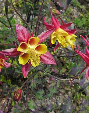 Fotografia 1 da espécie Aquilegia skinneri no Jardim Botânico UTAD