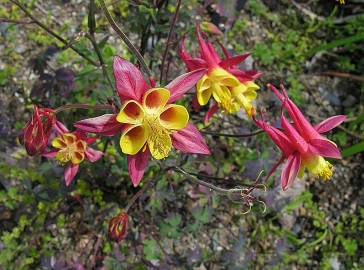 Fotografia da espécie Aquilegia skinneri