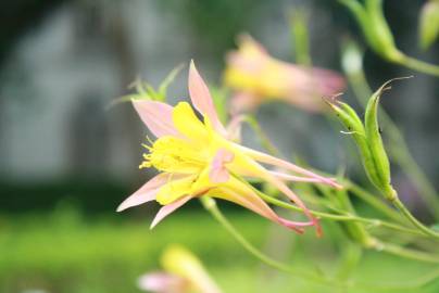 Fotografia da espécie Aquilegia skinneri