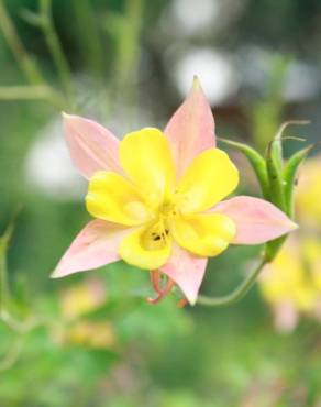 Fotografia 3 da espécie Aquilegia skinneri no Jardim Botânico UTAD