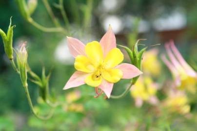 Fotografia da espécie Aquilegia skinneri