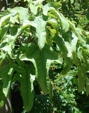 Fotografia 14 da espécie Brachychiton acerifolius no Jardim Botânico UTAD