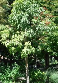 Fotografia da espécie Brachychiton acerifolius