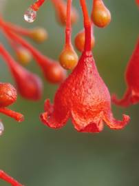 Fotografia da espécie Brachychiton acerifolius