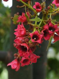 Fotografia da espécie Brachychiton acerifolius